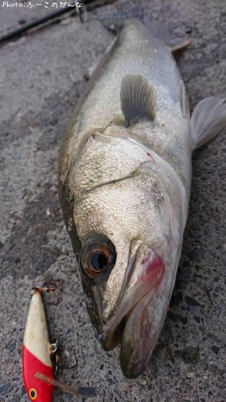 �����Х�