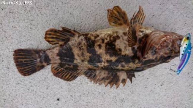 �٥å�������