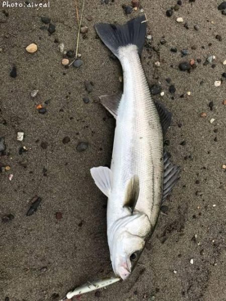 �����Х�