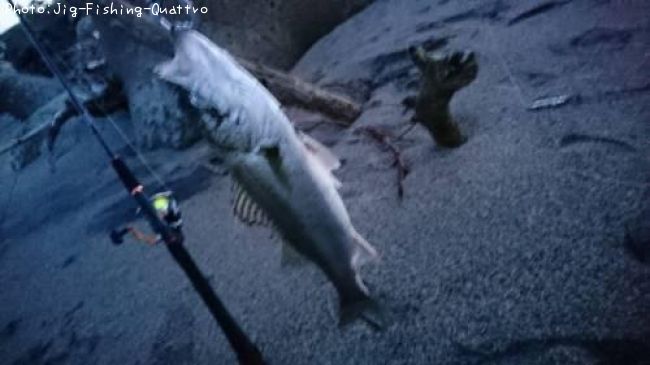 �����Х�