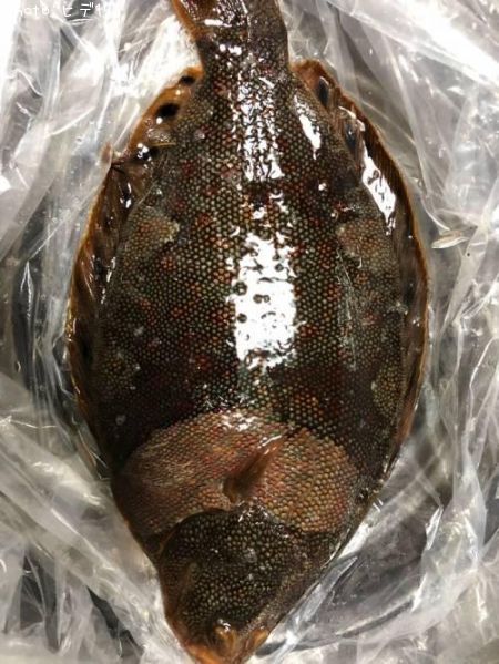 �ۥ����쥤