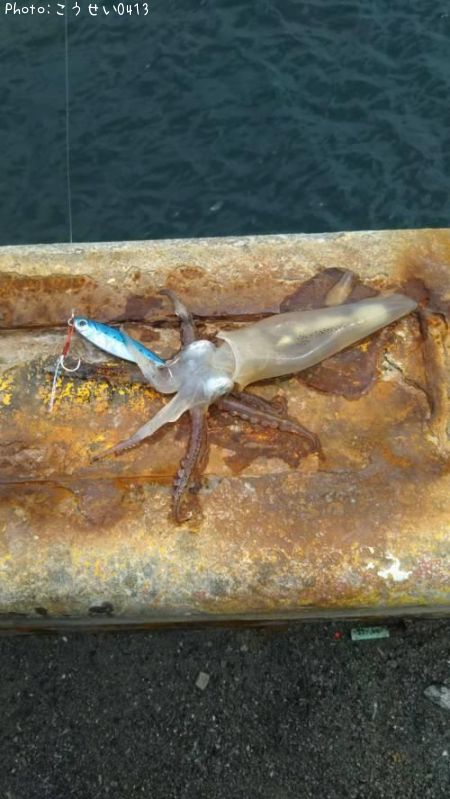 �ƥ��ӥ���