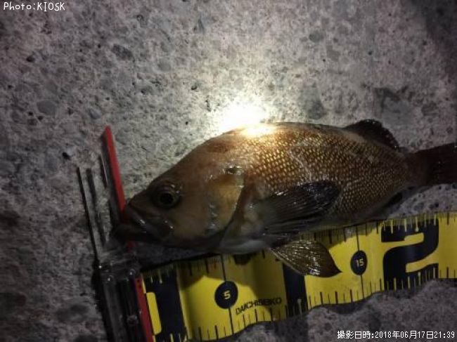 ������Х�