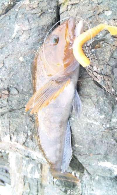 �����ʥ�