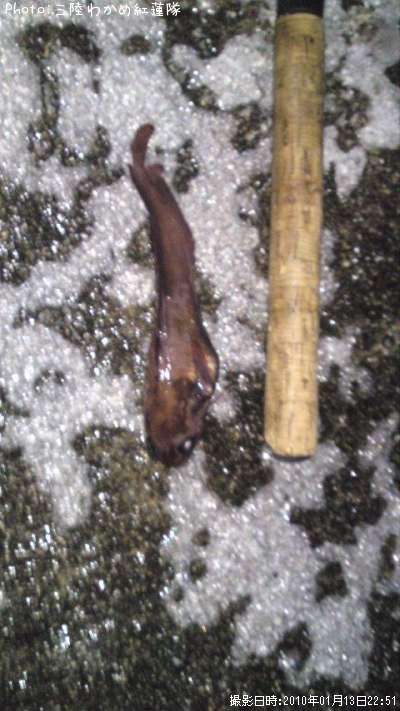 �������������ʥ�