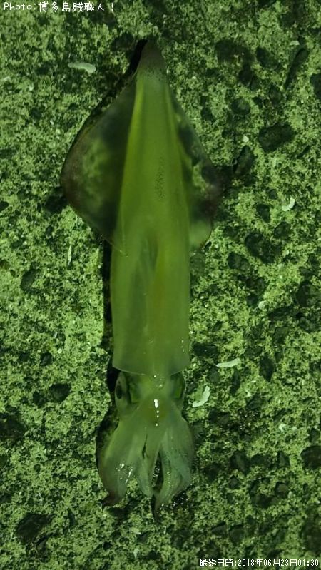 ���󥵥�����