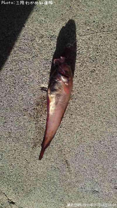 �������������ʥ�