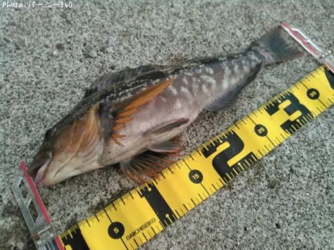 �����ʥ�