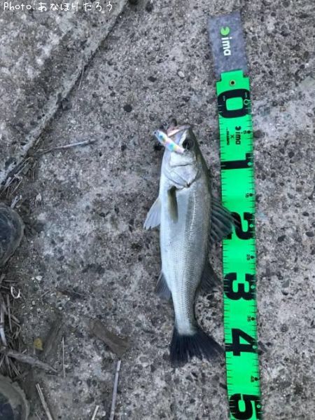 �����Х�