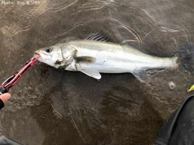 �����Х�