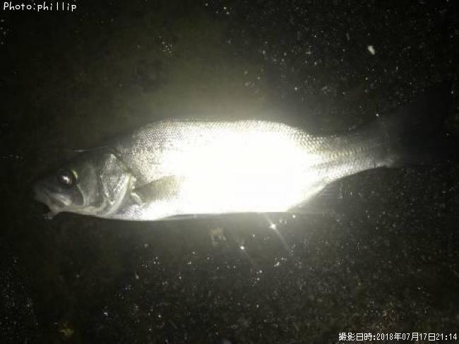 �ҥ饻����