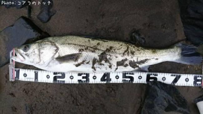 �����Х�