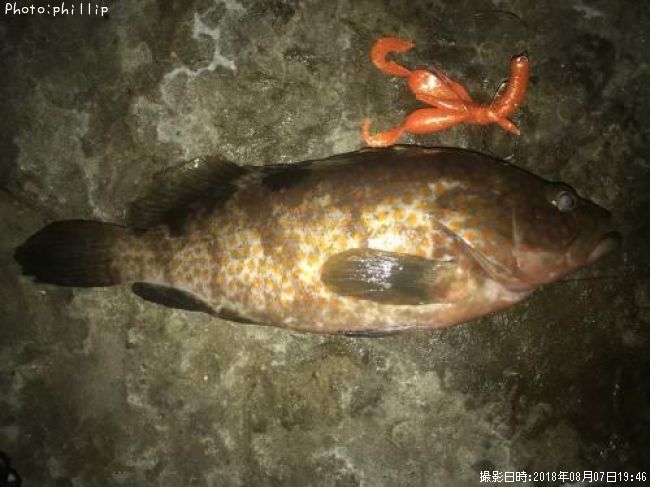 �����ϥ�