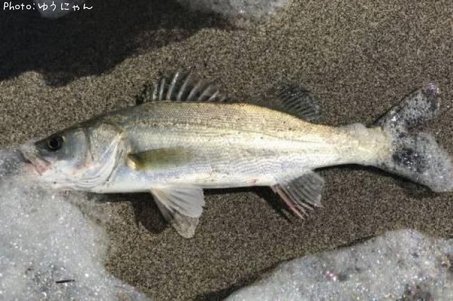 �����Х�