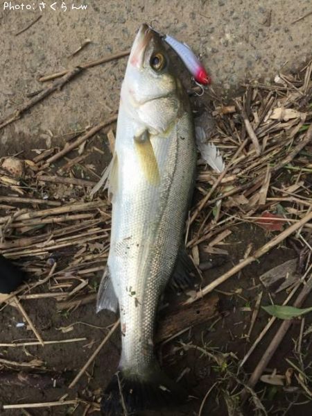 �����Х�