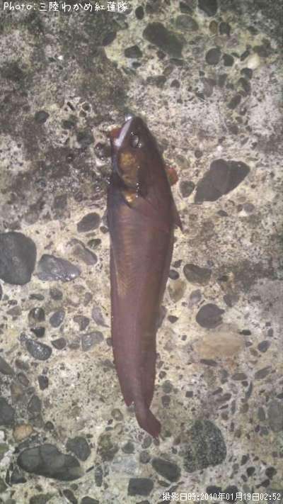 �������������ʥ�