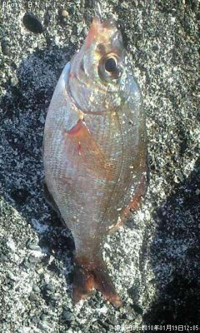 �����ʥ�