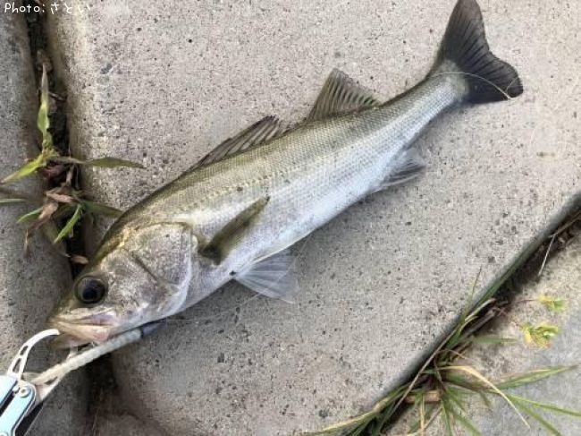 �����Х�