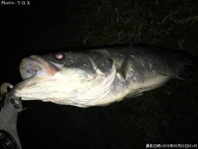 �����Х�