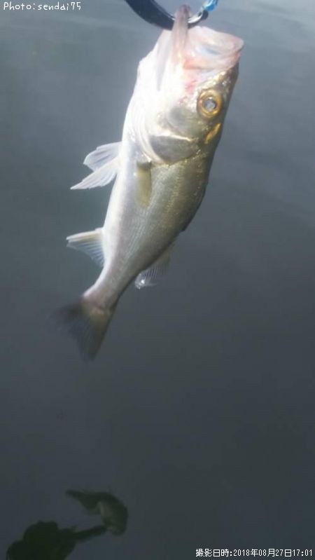 �����Х�