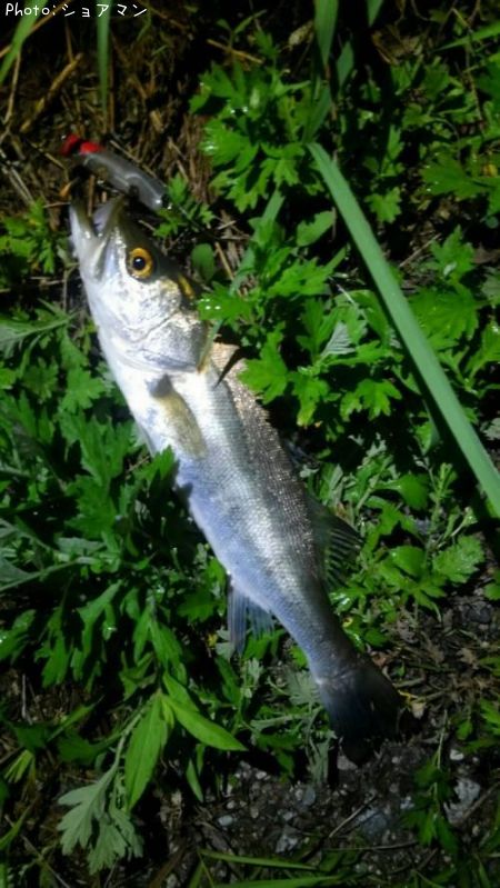 �����Х�