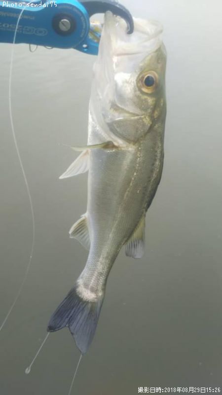 �����Х�