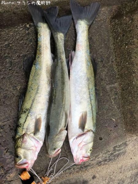 �����Х�