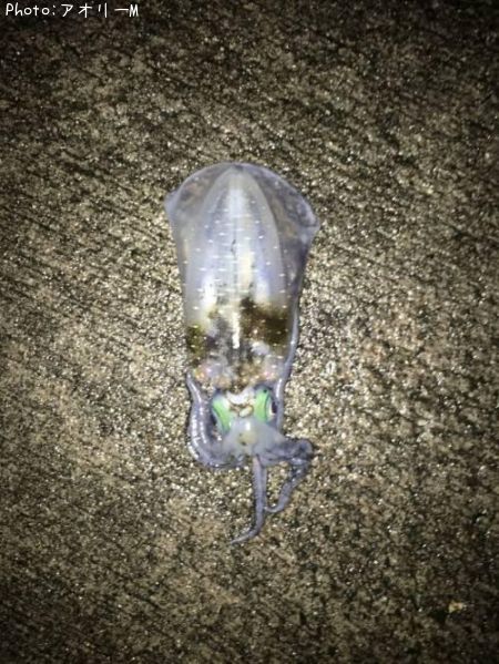 �����ꥤ��