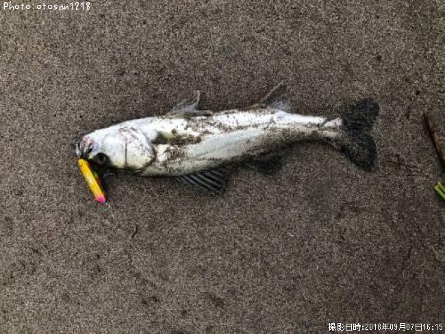 �����Х�