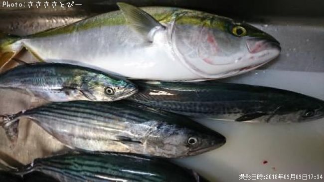 �ϥ��ĥ�����饵���������������