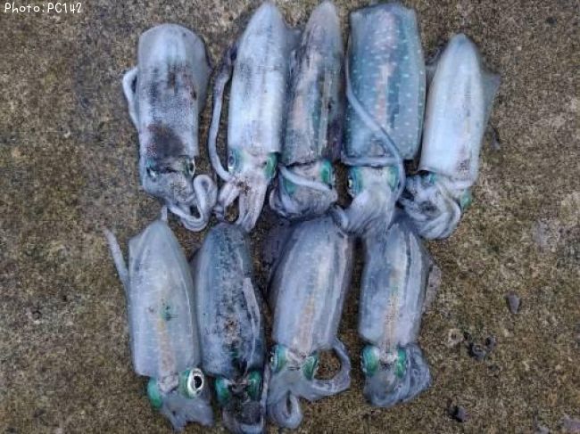 �����ꥤ��