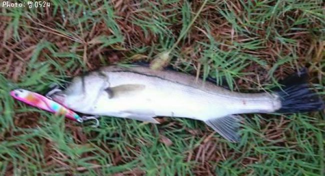 �����Х�