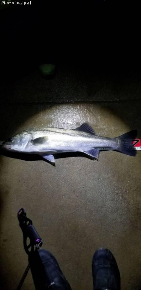 �����Х�