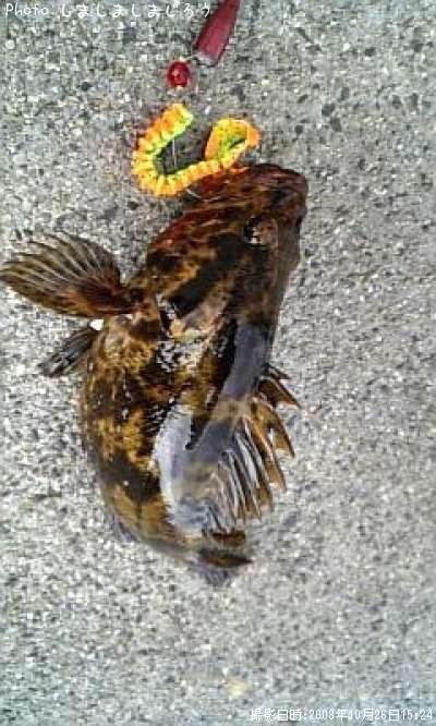 �٥å�������