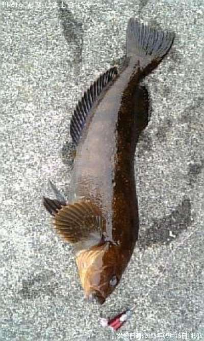 �����ʥ�