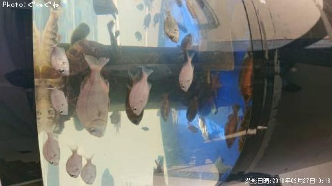 �Σϡ��ƣɣȣ�