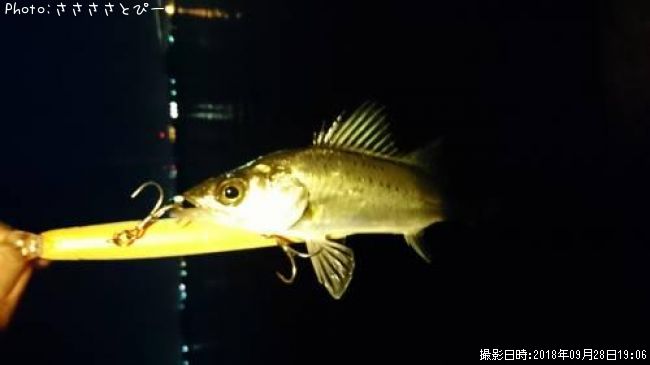 �����Х�������