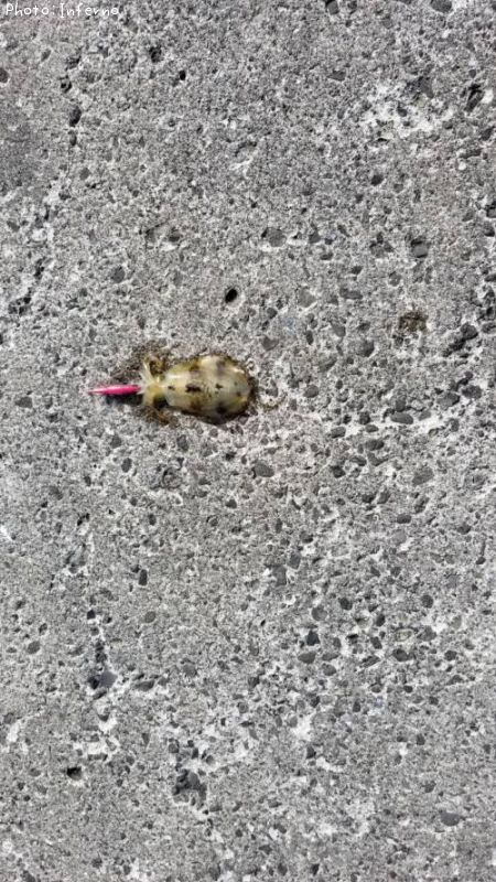 �����ꥤ��