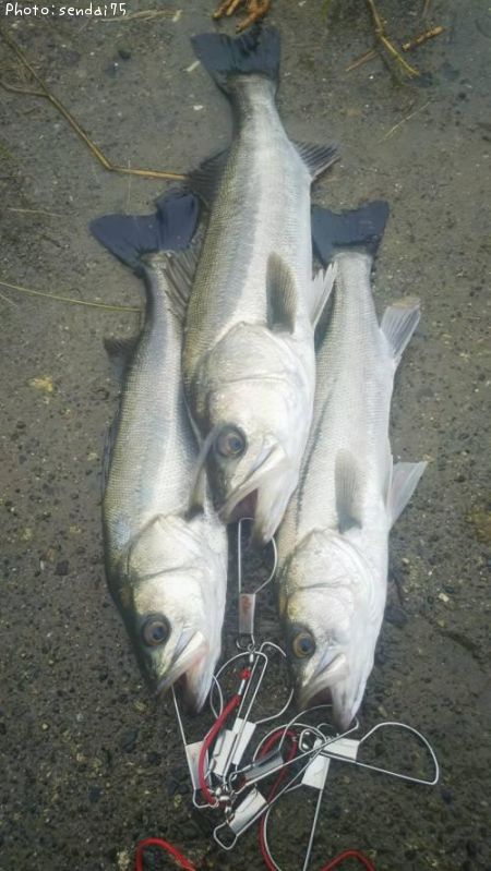 �����Х�