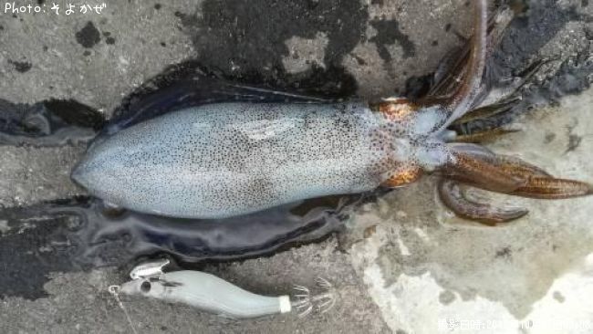 �����ꥤ��