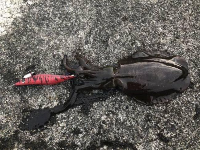 �����ꥤ��