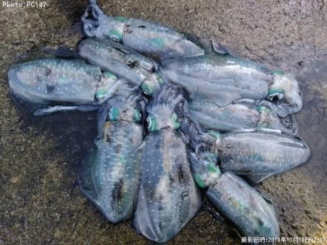 �����ꥤ��