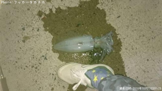 �����ꥤ��