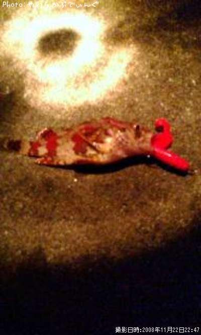 �������Х�