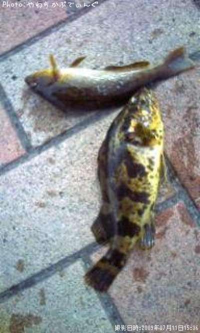 �٥å�������