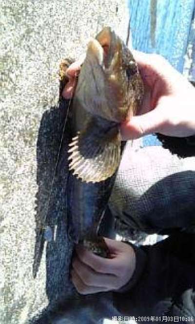 �����ʥ�