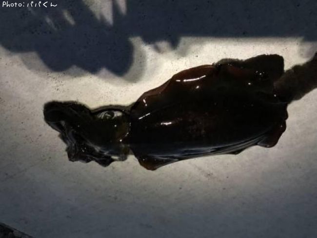 �����ꥤ��