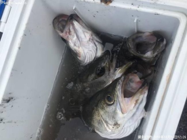 �����Х�