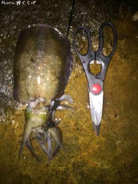 �����ꥤ��