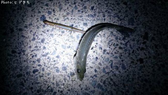 �����Х�